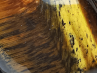 Pendentif : OEIL de TIGRE