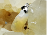 Pendentif : OPALE