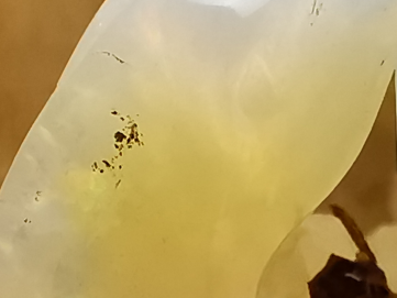 Pendant: OPAL