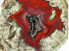 Lithophyse from the Esterel Massif (Var), France