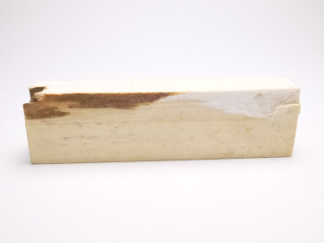 Mammoth ivory - Alaska, USA