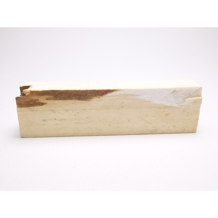 Mammoth ivory - Alaska, USA