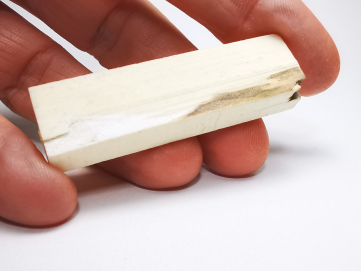 Mammoth ivory - Alaska, USA