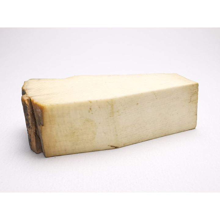 Mammoth ivory - Alaska, USA