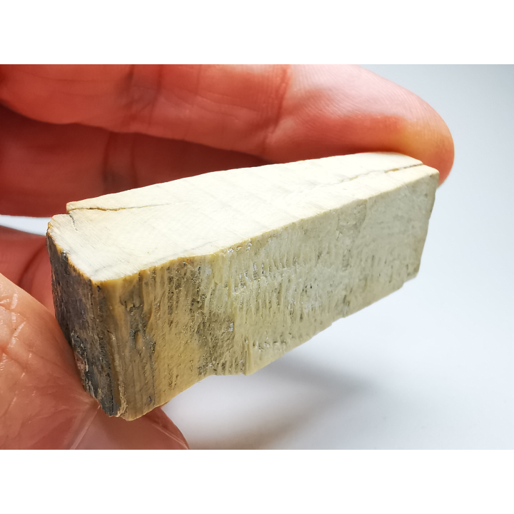 Mammoth ivory - Alaska, USA