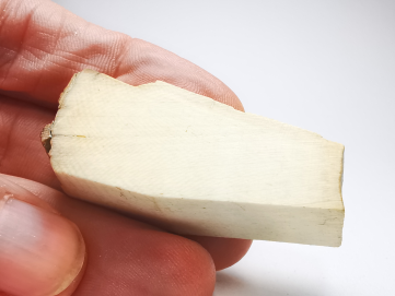 Mammoth ivory - Alaska, USA