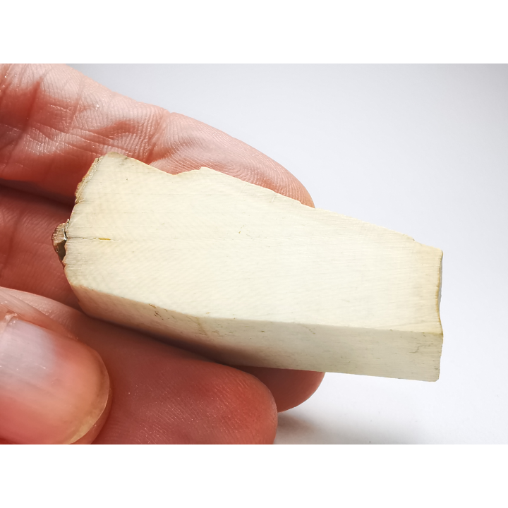 Mammoth ivory - Alaska, USA