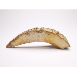 Mammoth ivory - Alaska, USA