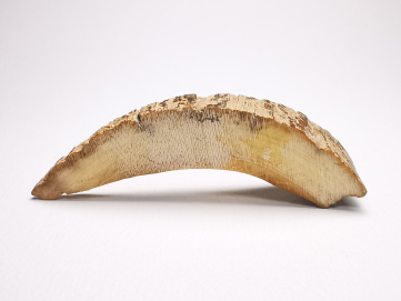 Mammoth ivory - Alaska, USA