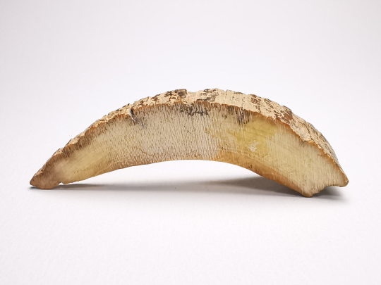 Mammoth ivory - Alaska, USA