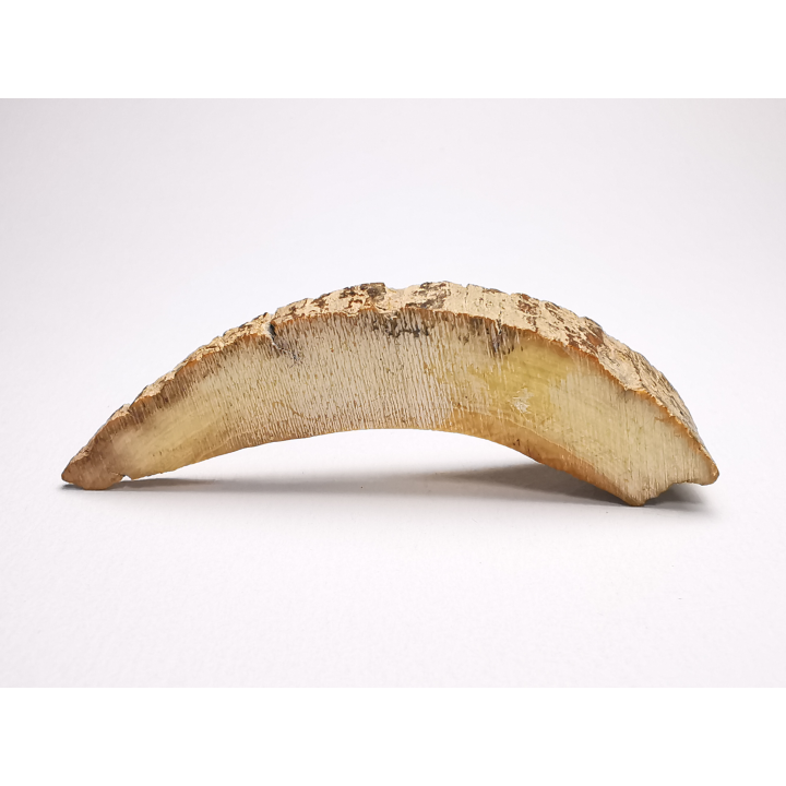 Mammoth ivory - Alaska, USA
