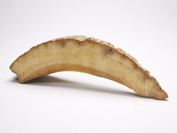 Mammoth ivory - Alaska, USA