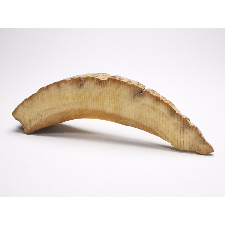 Mammoth ivory - Alaska, USA