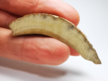 Mammoth ivory - Alaska, USA