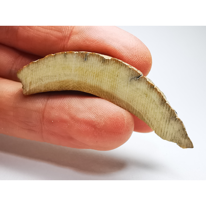 Mammoth ivory - Alaska, USA