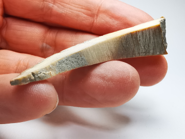 Mammoth ivory - Alaska, USA