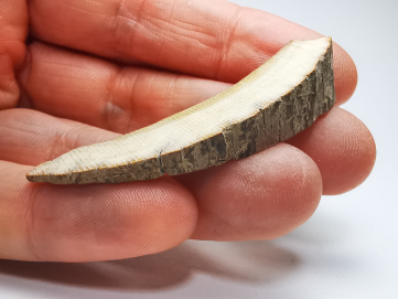 Mammoth ivory - Alaska, USA