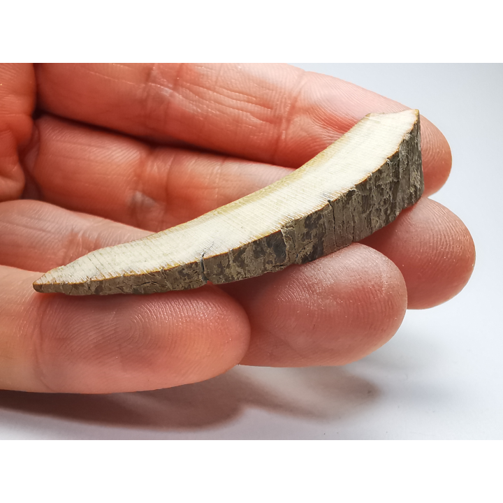 Mammoth ivory - Alaska, USA