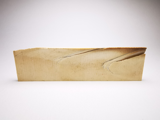 Mammoth ivory - Alaska, USA