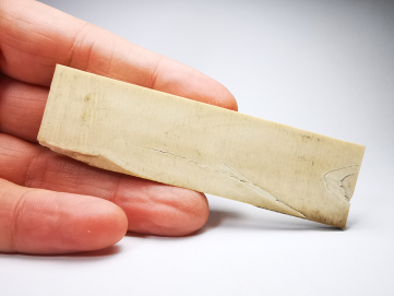 Mammoth ivory - Alaska, USA