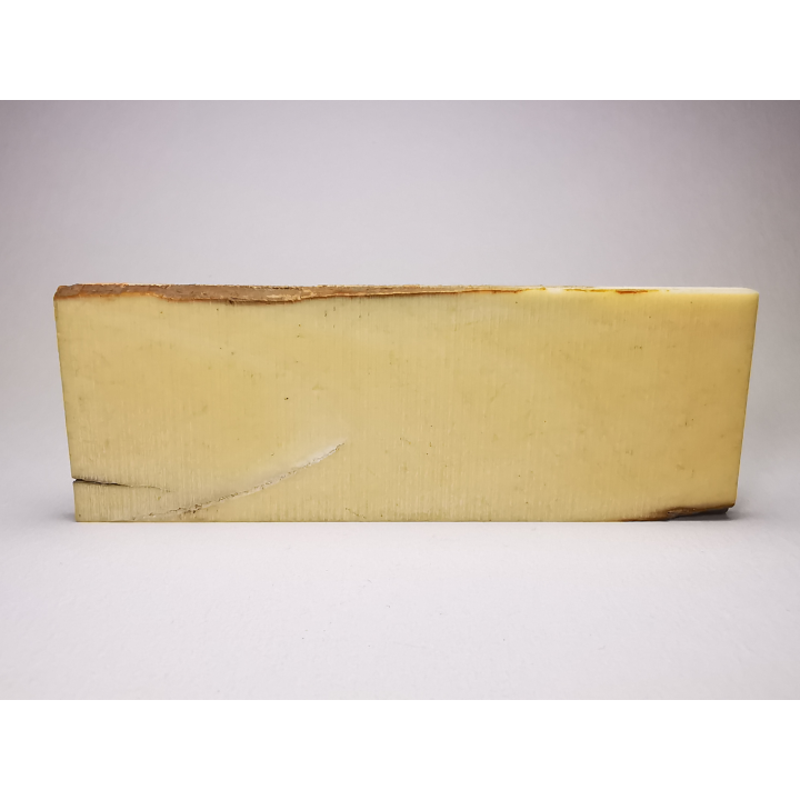Mammoth ivory - Alaska, USA