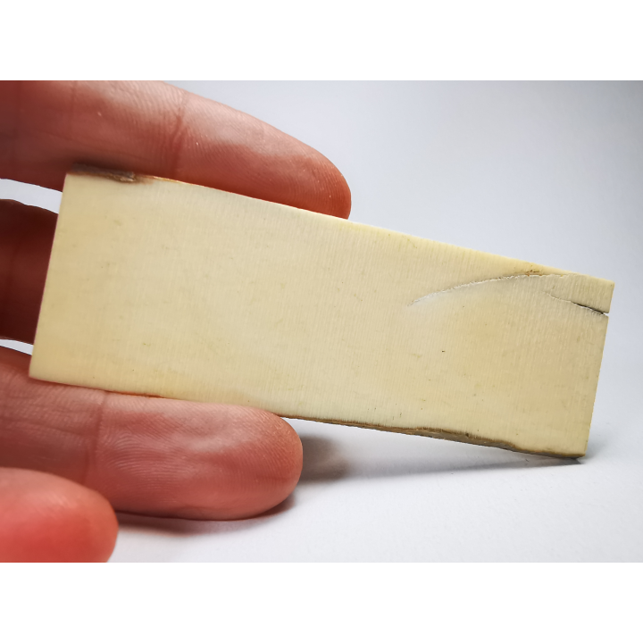Mammoth ivory - Alaska, USA