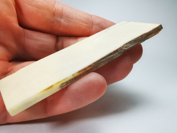 Mammoth ivory - Alaska, USA