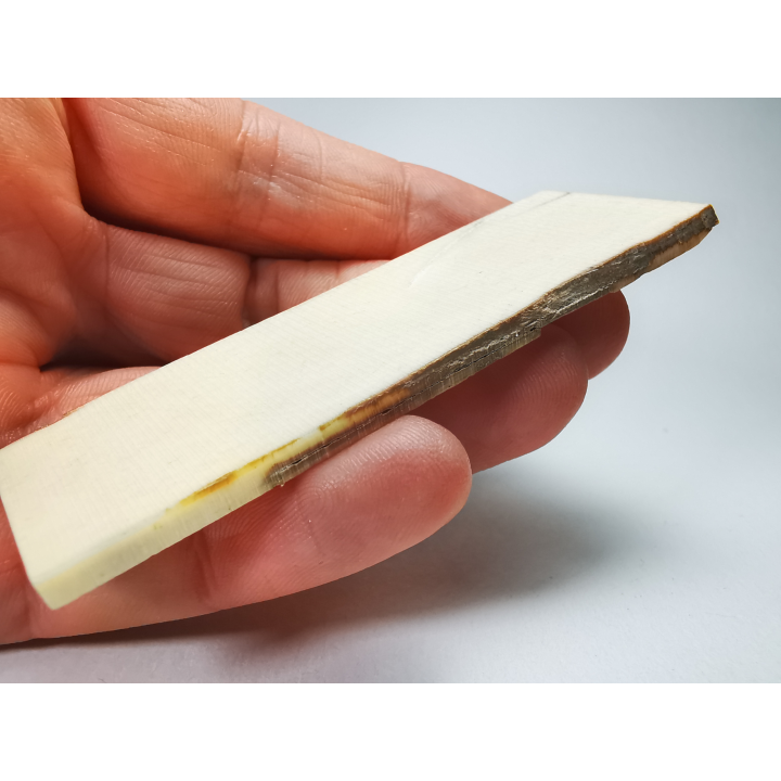 Mammoth ivory - Alaska, USA