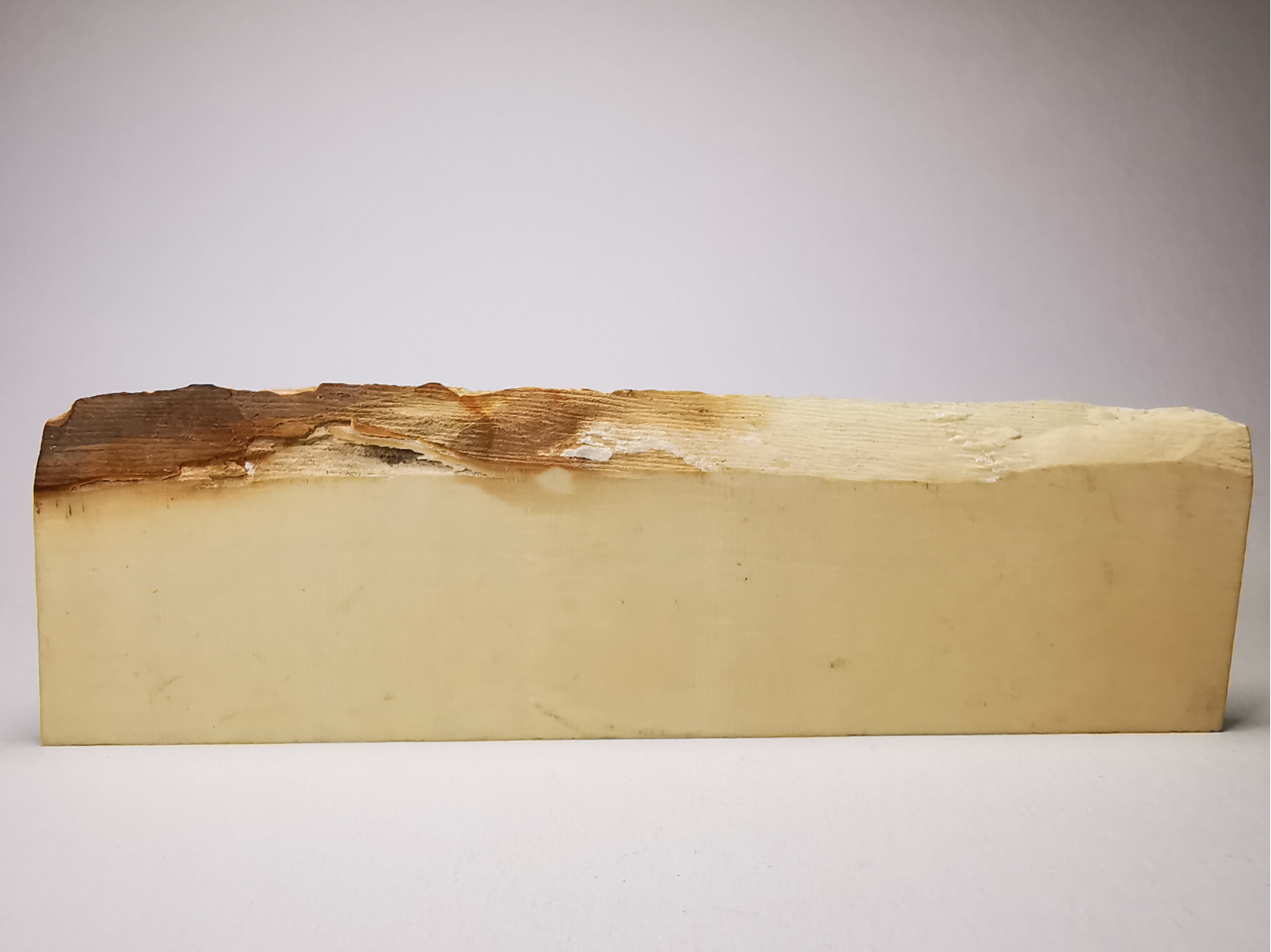 Mammoth ivory - Alaska, USA