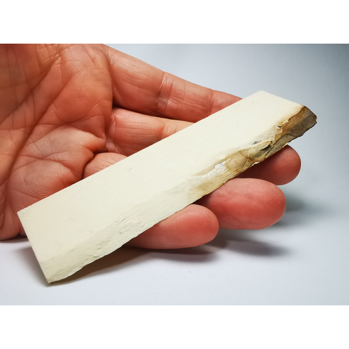 Mammoth ivory - Alaska, USA