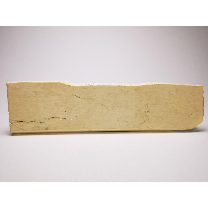 Mammoth ivory - Alaska, USA