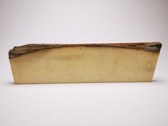 Mammoth ivory - Alaska, USA