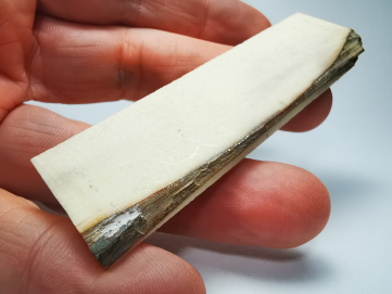 Mammoth ivory - Alaska, USA