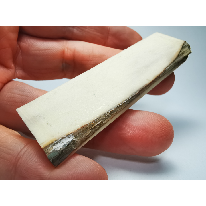 Mammoth ivory - Alaska, USA