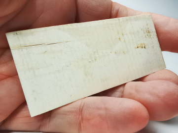 Mammoth ivory - Alaska, USA