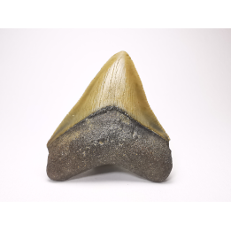 Dent de requin: Carcharodon megalodon, Miocène (USA)