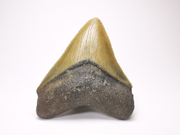 Dent de requin: Carcharodon megalodon, Miocène (USA)
