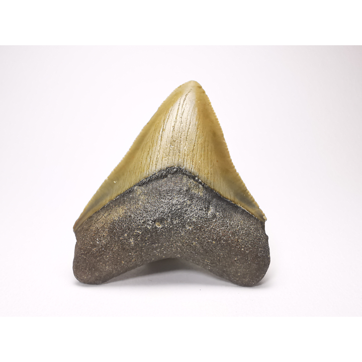 Dent de requin: Carcharodon megalodon, Miocène (USA)