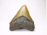 shark tooth: Carcharodon megalodon - Miocene (USA)