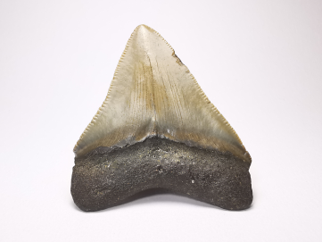 shark tooth: Carcharodon megalodon - Miocene (USA)