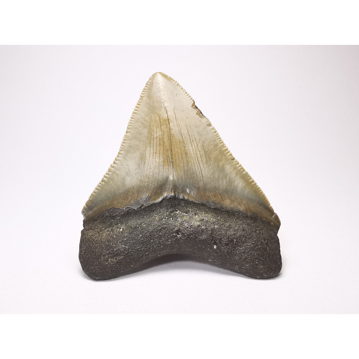 shark tooth: Carcharodon megalodon - Miocene (USA)