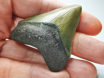 shark tooth: Carcharodon megalodon - Miocene (USA)