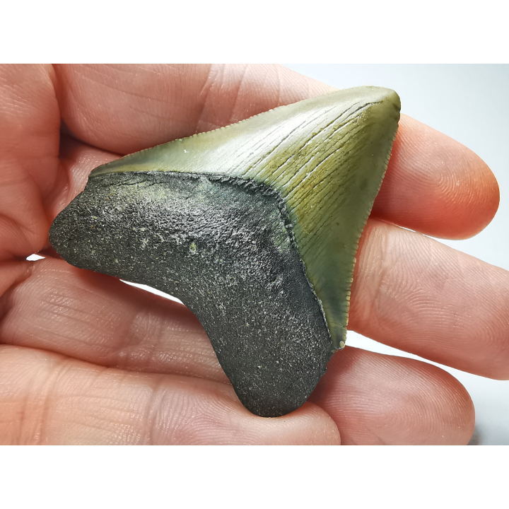 shark tooth: Carcharodon megalodon - Miocene (USA)