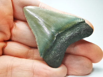 shark tooth: Carcharodon megalodon - Miocene (USA)