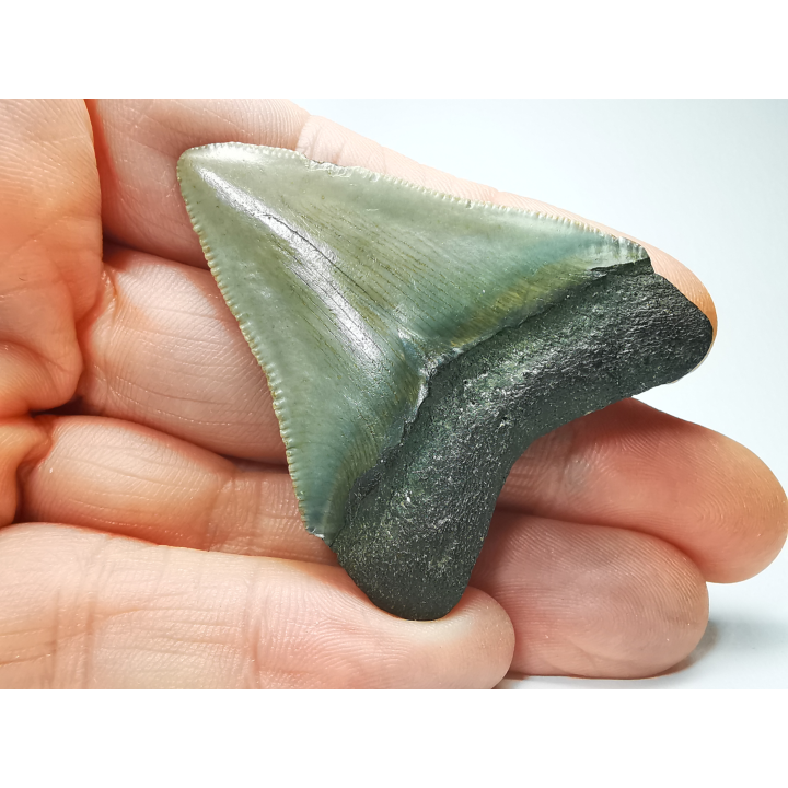 Dent de requin: Carcharodon megalodon, Miocène (USA)
