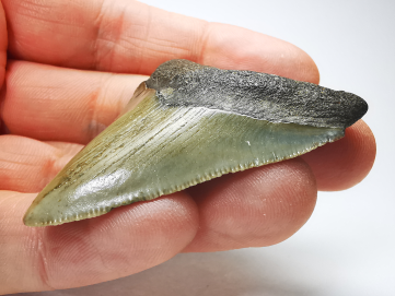shark tooth: Carcharodon megalodon - Miocene (USA)
