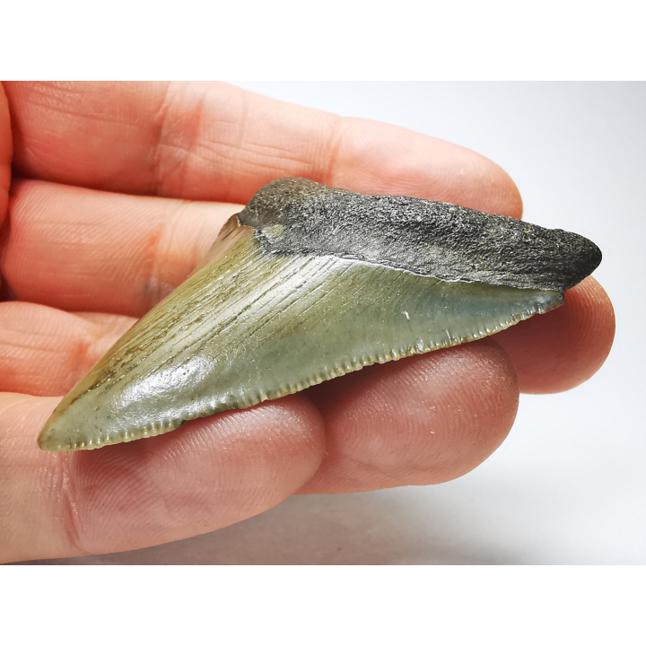 Dent de requin: Carcharodon megalodon, Miocène (USA)