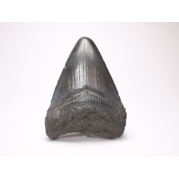 Dent de requin: Carcharodon megalodon, Miocène (USA)