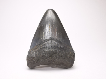 shark tooth: Carcharodon megalodon - Miocene (USA)