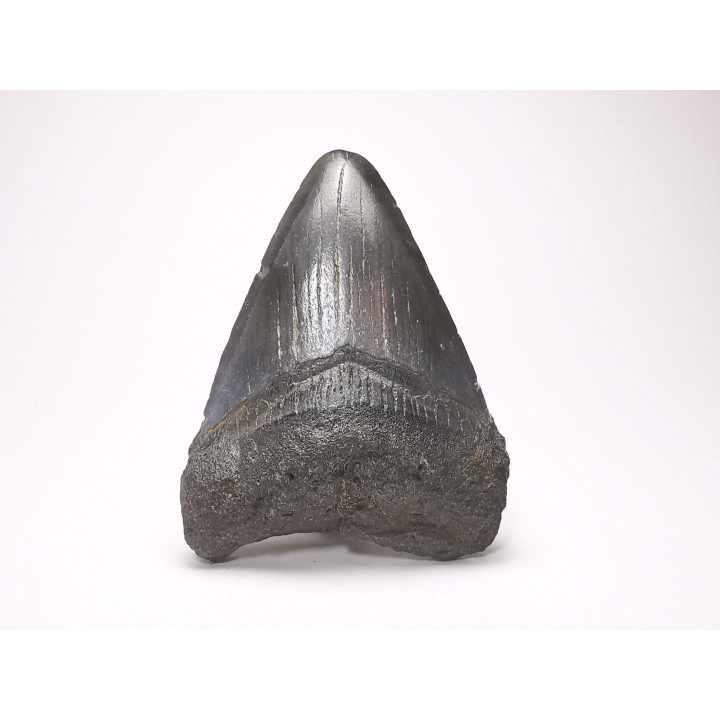 shark tooth: Carcharodon megalodon - Miocene (USA)